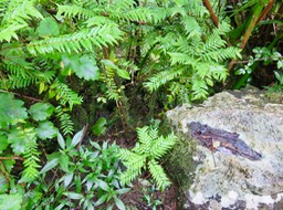 5. ??? Phyllanthus consanguineus - Bois de jolie fille . Bois de négresse . Faux bois de demoiselle - euphorbiaceae - Endémique de la Réunion