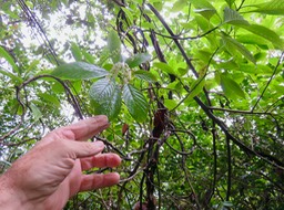 8. Tournefortia acuminata - BORAGINACEAE - Endémique Réunion IMG_3046.JPG