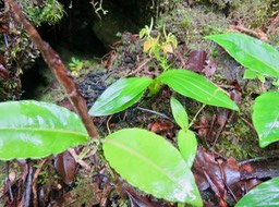 9. Liparis caulescens - EPIDENDROIDEAE - endémique Réunion.jpg IMG_3055.JPG
