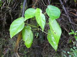 Begonia salaziensis (feuilles ovales asymétriques) - BEGONIACEAE - Endémique Mascareignes