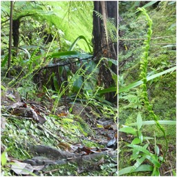 Benthamia spiralis - ORCHIDOIDEAE - Indigène Réunion