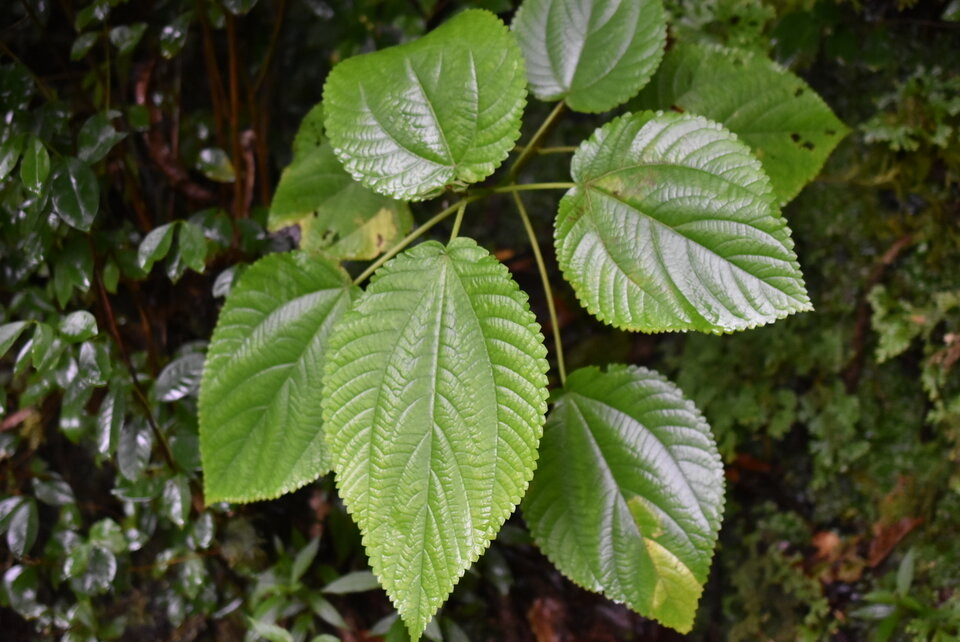 Boehmeria macrophylla - Bois de source noir - URTICACEAE - Cryptogène La Réunion