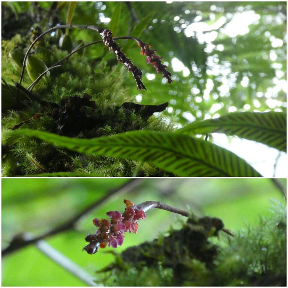 Bulbophyllum bernadetteae (ex densum et pendulum) - EPIDENDROIDEAE - Indigène Réunion 
