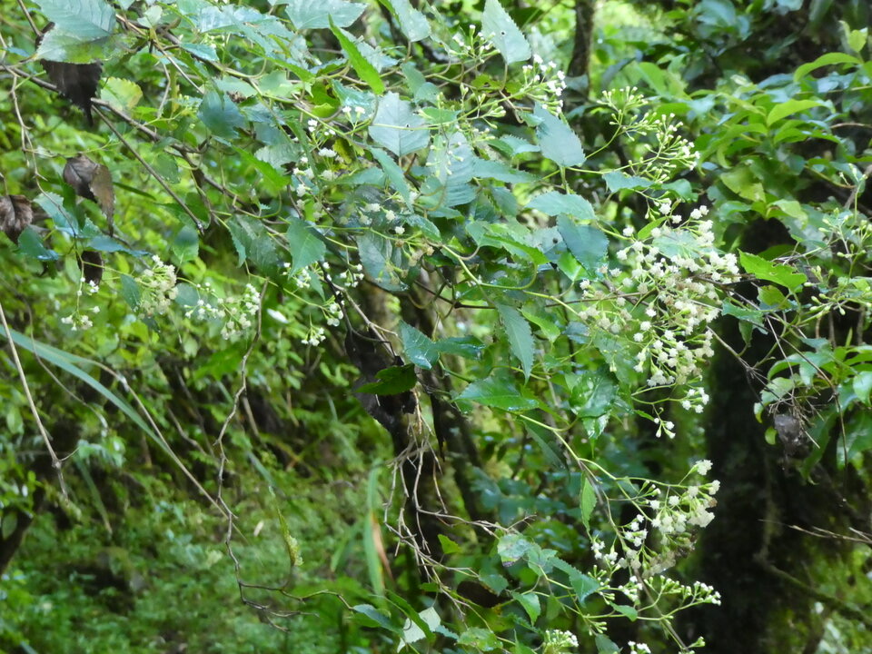 Faujasiopsis flexuosa - Liane zig-zag- ASTERACEAE - Indigène Réunion