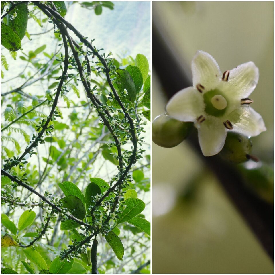Geniostoma borbonicum - Bois de pimentssss - LOGANIACEAE - Endémique Réunion, Maurice