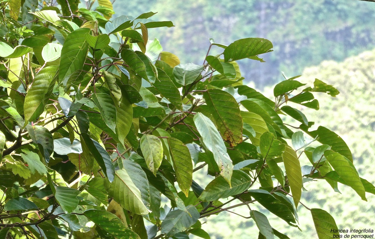 Hancea integrifolia -(ex Cordemoya )-bois de perroquet.euphorbiaceae.endémique Réunion Maurice.P1031877