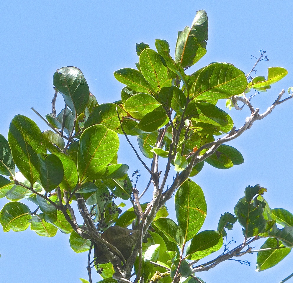 Homalium paniculatum - Corce blanc - Salicaceae-endémique Réunion Maurice.?P1031973