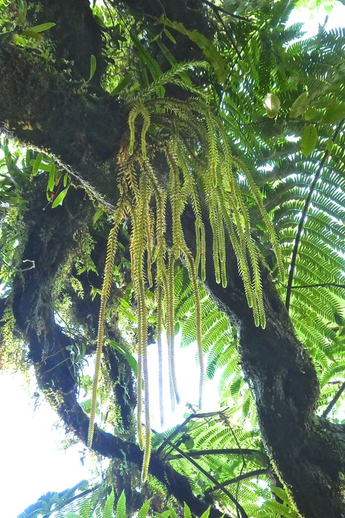 Huperzia gnidioides. ruban de prêtre .lycopodiaceae.indigène Réunion.P1031941