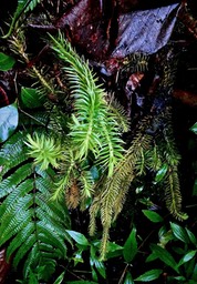 Huperzia squarrosa ? ?  ( au centre  ) lycopodiaceae.indigène Réunion.
