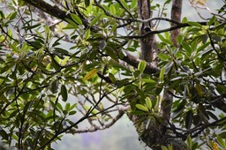 Labourdonaisia calophylloides - Petit Natte - SAPOTACEAE - Endémique Réunion, Maurice