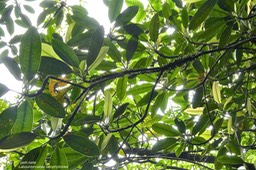 Labourdonnaisia calophylloides - Petit natte - Sapotacée - endémique Réunion Maurice.?P1031856