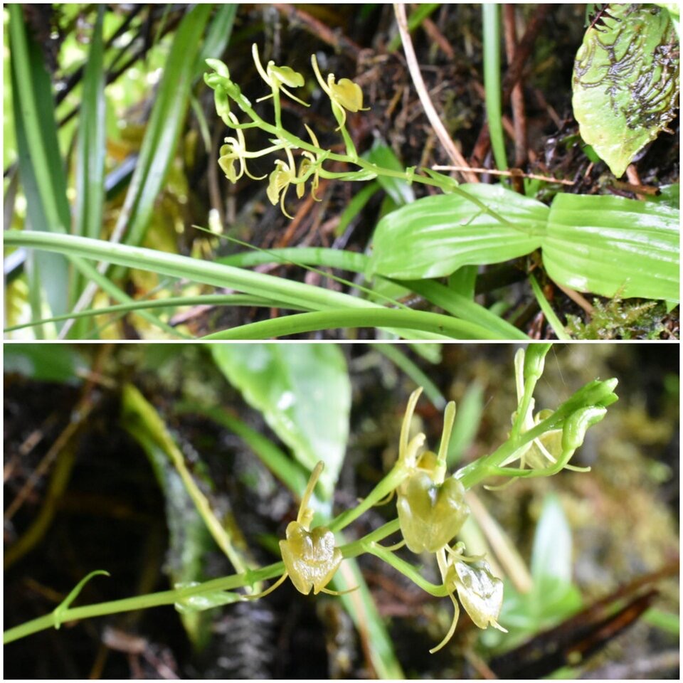 Liparis caulescens - EPIDENDROIDEAE - endémique Réunion