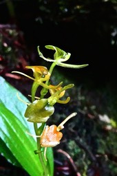 Liparis sp . ( nectarina ?? ) orchidaceae. P1031845