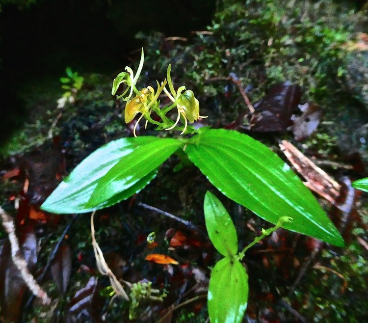 Liparis sp .( nectarina  ) orchidaceae.P1031849