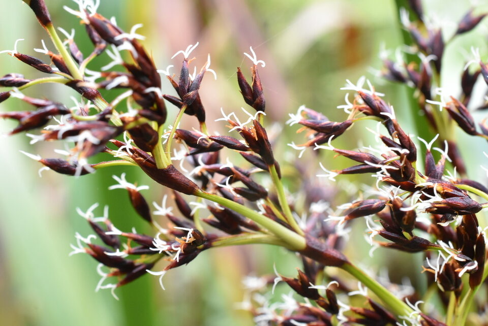 Machaerina iridifolia - Paille sabre (inflorescences) - CYPERACEAE - Endémique Réunion, Maurice