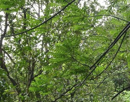 Phyllanthus consanguineus-faux bois de demoiselle-bois de cafrine-phyllanthaceae. endémique Réunion