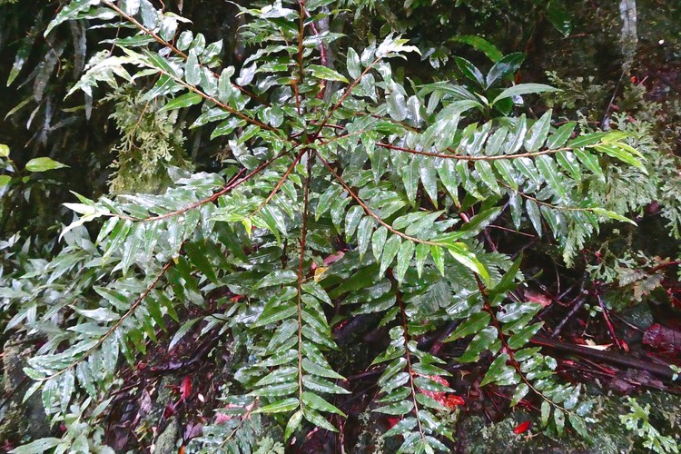 Phyllanthus consanguineus-faux bois de demoiselle-bois de cafrine-phyllanthaceae. endémique Réunion-2