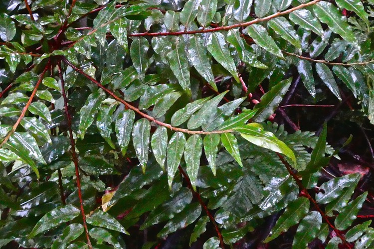 Phyllanthus consanguineus-faux bois de demoiselle-bois de cafrine-phyllanthaceae. endémique Réunion-3