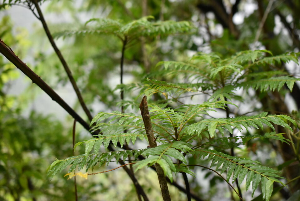 Phyllanthus cosanguineus - Bois de négresse - PHYLLANTHACEAE - Endémique Réunion