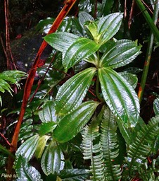 Pilea sp .urticaceae.P1031836