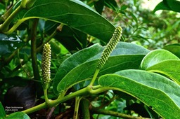 Piper borbonense - Lingue poivre - Piperaceae-indigène Réunion.?P1031997