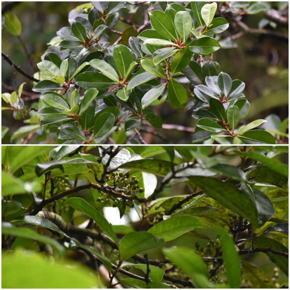 Psiloxylon mauritianum - Bois de pêche marron - MYRTACEAE - Endémique Réunion, Maurice