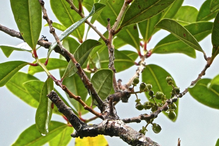 Psiloxylon mauritianum- Bois de pêche marron- Myrtaceae -endémique Réunion Maurice.?P1031750