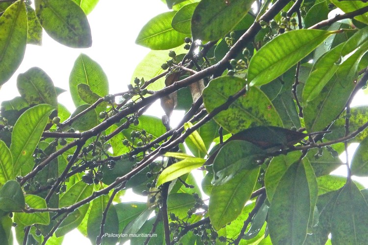 Psiloxylon mauritianum.bois de pêche marron. bois de gouyave marron.( petits fruits verts  )myrtaceae.endémique Réunion Maurice. - 2