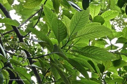 Tournefortia acuminata.boraginaceae;endémique Réunion. - 13