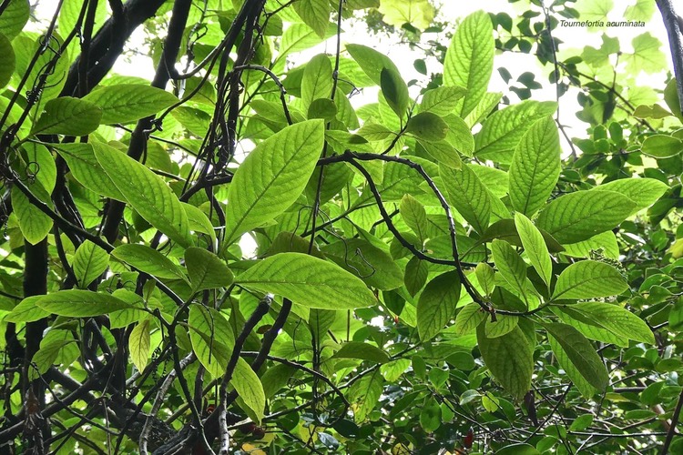Tournefortia acuminata.boraginaceae;endémique Réunion. - 01