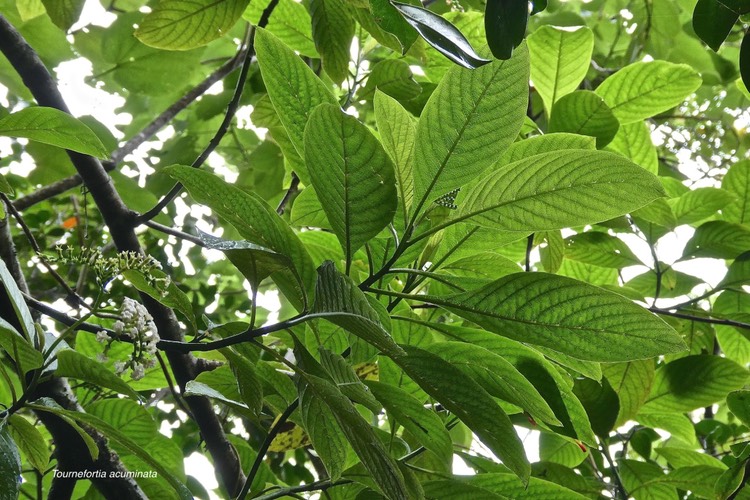 Tournefortia acuminata.boraginaceae;endémique Réunion. - 13