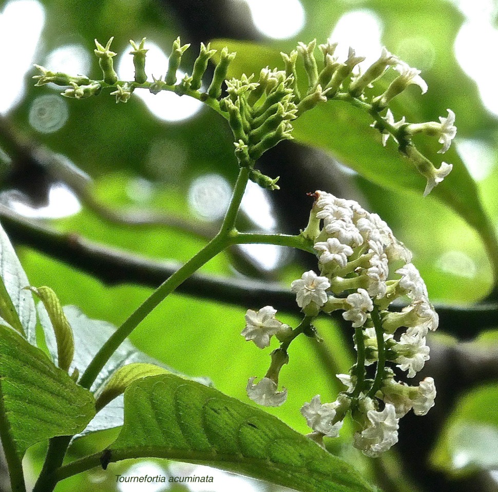 Tournefortia acuminata.inflorescence en cyme bipare .boraginaceae;endémique Réunion. - 10