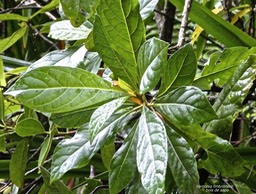 Vernonia fimbrillifera - Bois de source ou Bois de Sapo - Astéracée -endémique Réunion .?P1031817