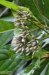 Vernonia fimbrillifera - Bois de source ou Bois de Sapo - Astéracée -endémique Réunion .?P1031816