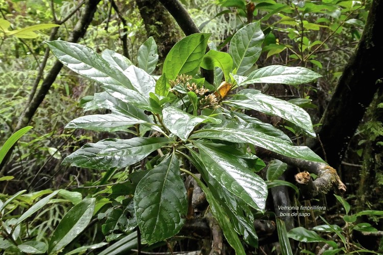 Vernonia fimbrillifera - Bois de source ou Bois de Sapo - Astéracée -endémique Réunion .?P1031828