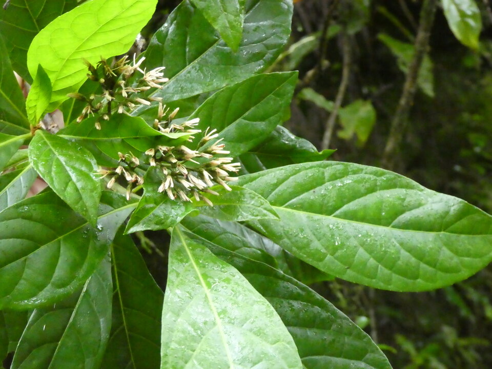 Vernonia fimbrillifera - Bois sapo - ASTERACEAE - Endémique Réunion
