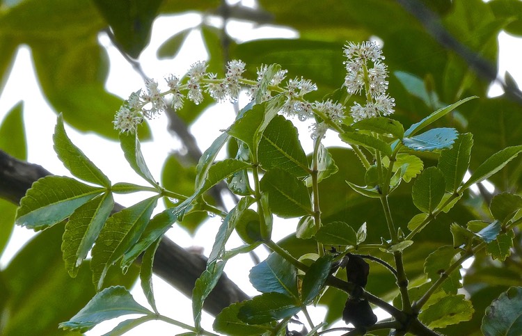 Weinmannia mauritiana.petit bois de tan.cunoniaceae.endémique Réunion Maurice.P1031969
