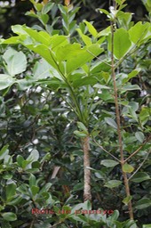 Bois de papaye- Polyscias repanda- Araliacée - B