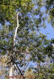 Cassia du Siam - Cassia siamea- Fabacée - exo