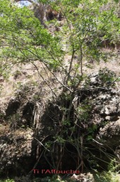Ficus reflexa - Moracée - I