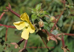 Herbe bourrique- Ludwigia octovalvis - Onagracée - exo