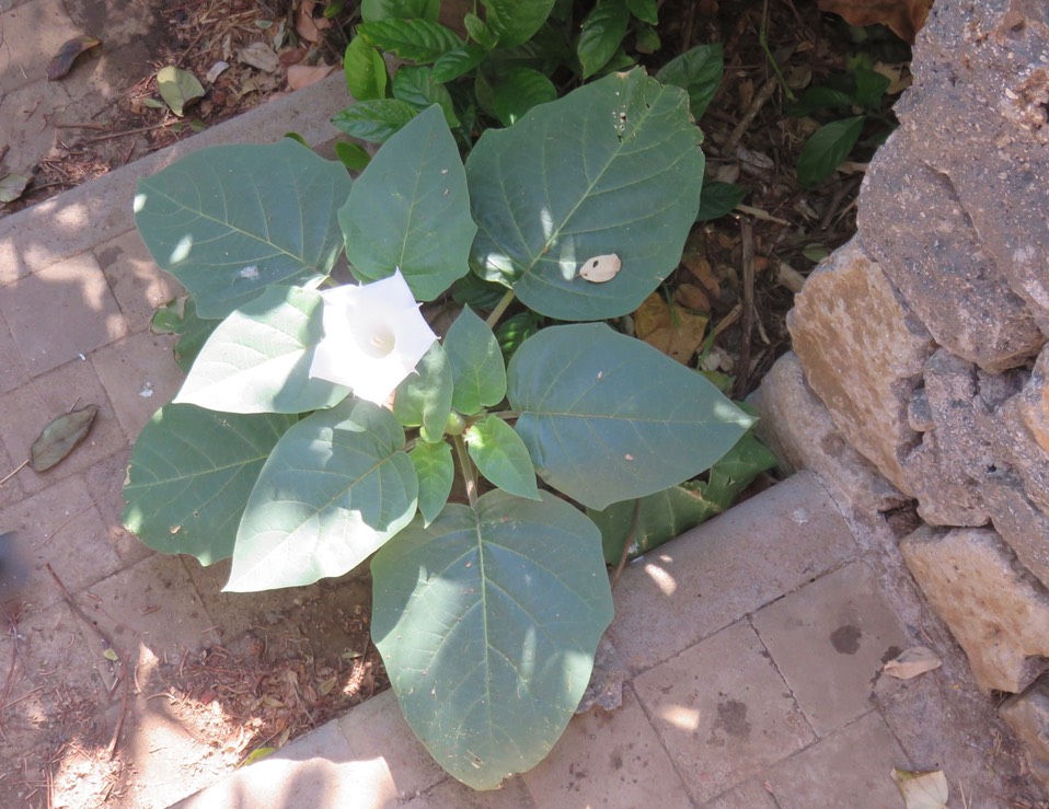 Datura inoxia - Herbe à Sitarane - Solanaceae