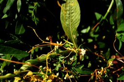 Liane sans feuilles - Foutafout- Cassytha filiformis - Lauracée - exo