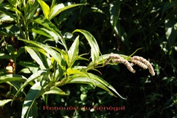 Renouée du sénégal- Persicaria senegalensis-Polygonacée - exo