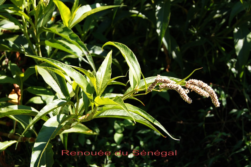 Renouée du sénégal- Persicaria senegalensis-Polygonacée - exo