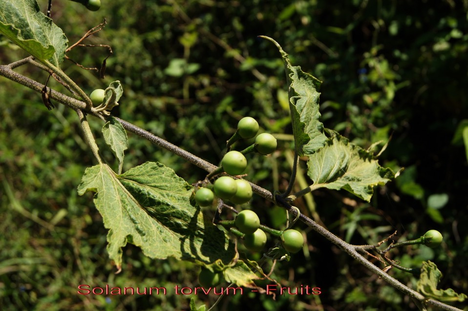 Solanum torvum - Les fruits