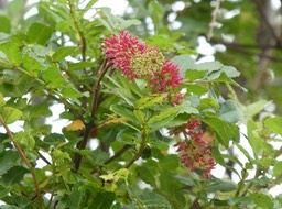 Weinmannia tinctoria - Tan rouge - CUNONIACEAE - Endémique Réunion, Maurice - P1020684
