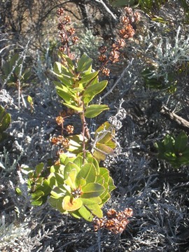 02 Agarista buxifolia,  petit bois de rempart, volcan IMG 0720