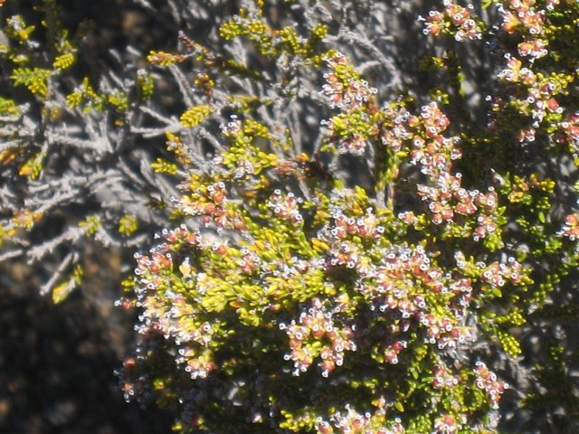 21  Erica reunionnensis, branle vert, fleurs , volcan iIMG 0792