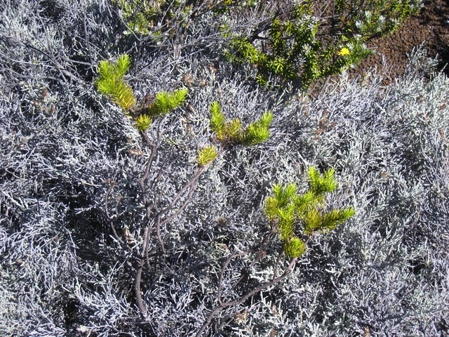 23  Fausajia pinifolia, volcan , IMG 0867
